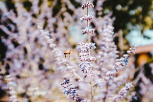 Manuka Lavender