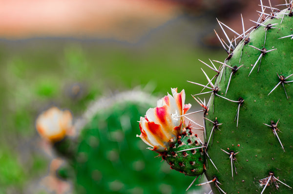 Cacti Blossoms